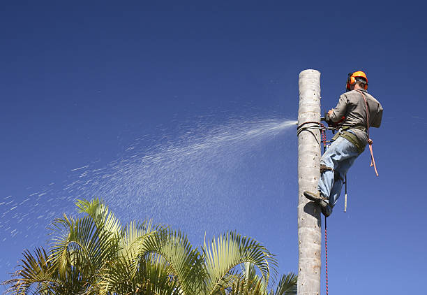 Best Hazardous Tree Removal  in Eustis, FL