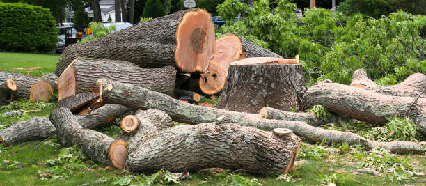 How Our Tree Care Process Works  in  Eustis, FL