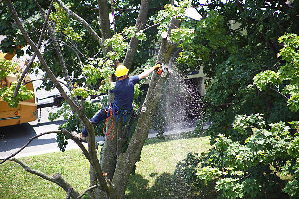 Trusted Eustis, FL Tree Removal Services Experts